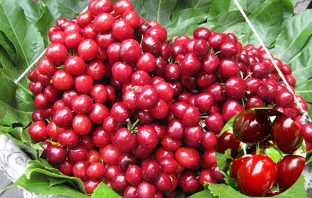 樱桃品种大全一览表,樱桃品种介绍大全