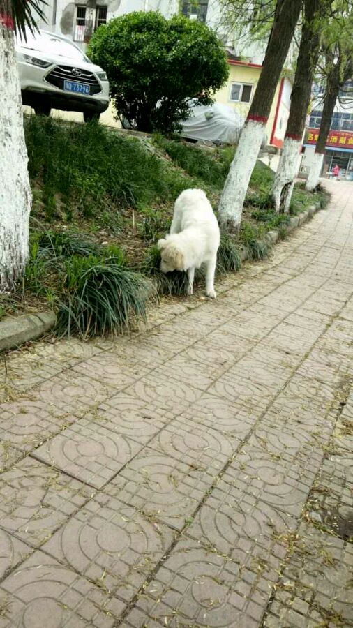 养的金毛越来越瘦,养的金毛七岁了