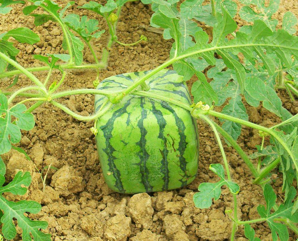 特色农业创业好项目推荐,休闲农业创业新思路有哪些内容