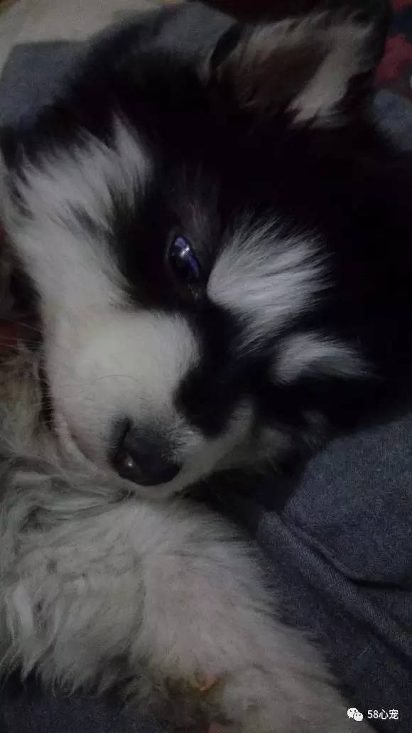 狗狗吃葡萄如何才能保住他的狗命,我家的狗狗养了四年差点死了