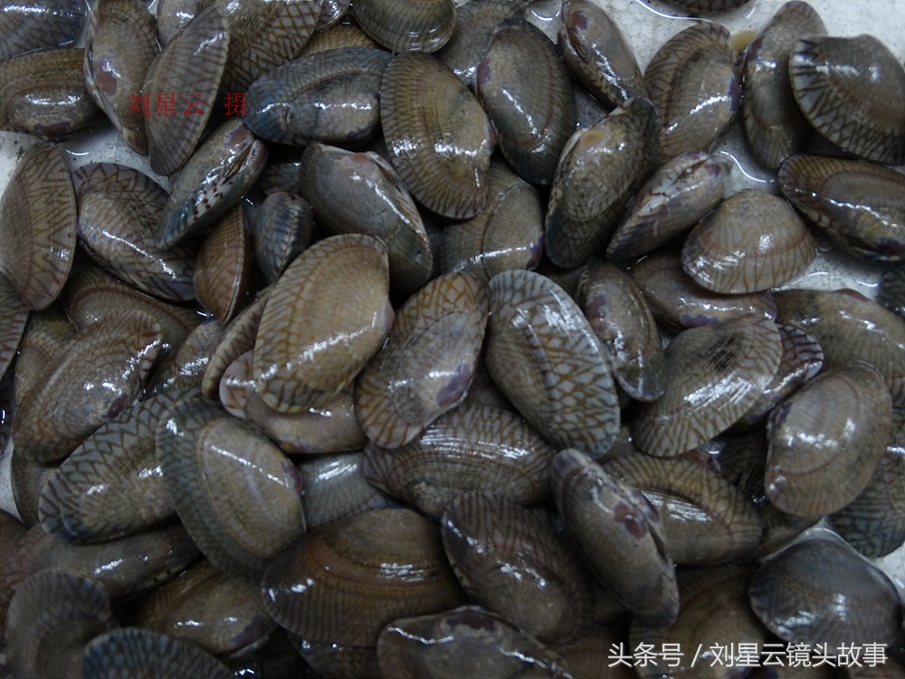 三亚哪里海鲜市场的品种多,三亚海鲜品种大全及介绍