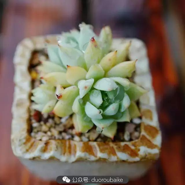 春雨多肉精品,包邮区的多肉