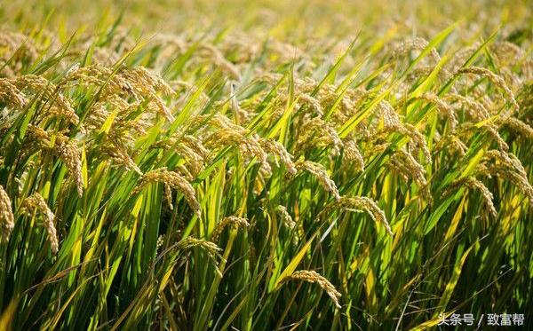 水稻春播,水稻春耕有什么要求