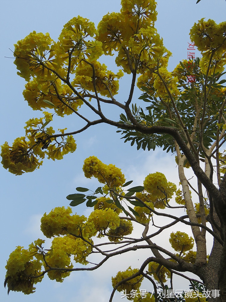 三亚黄花风铃花,三亚黄花风铃