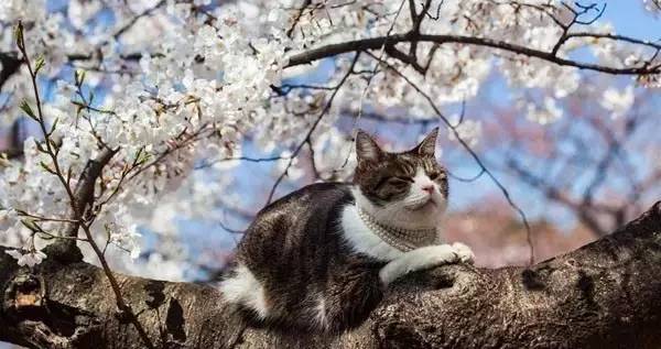 又到一年赏樱时,又到赏樱花拍照季节