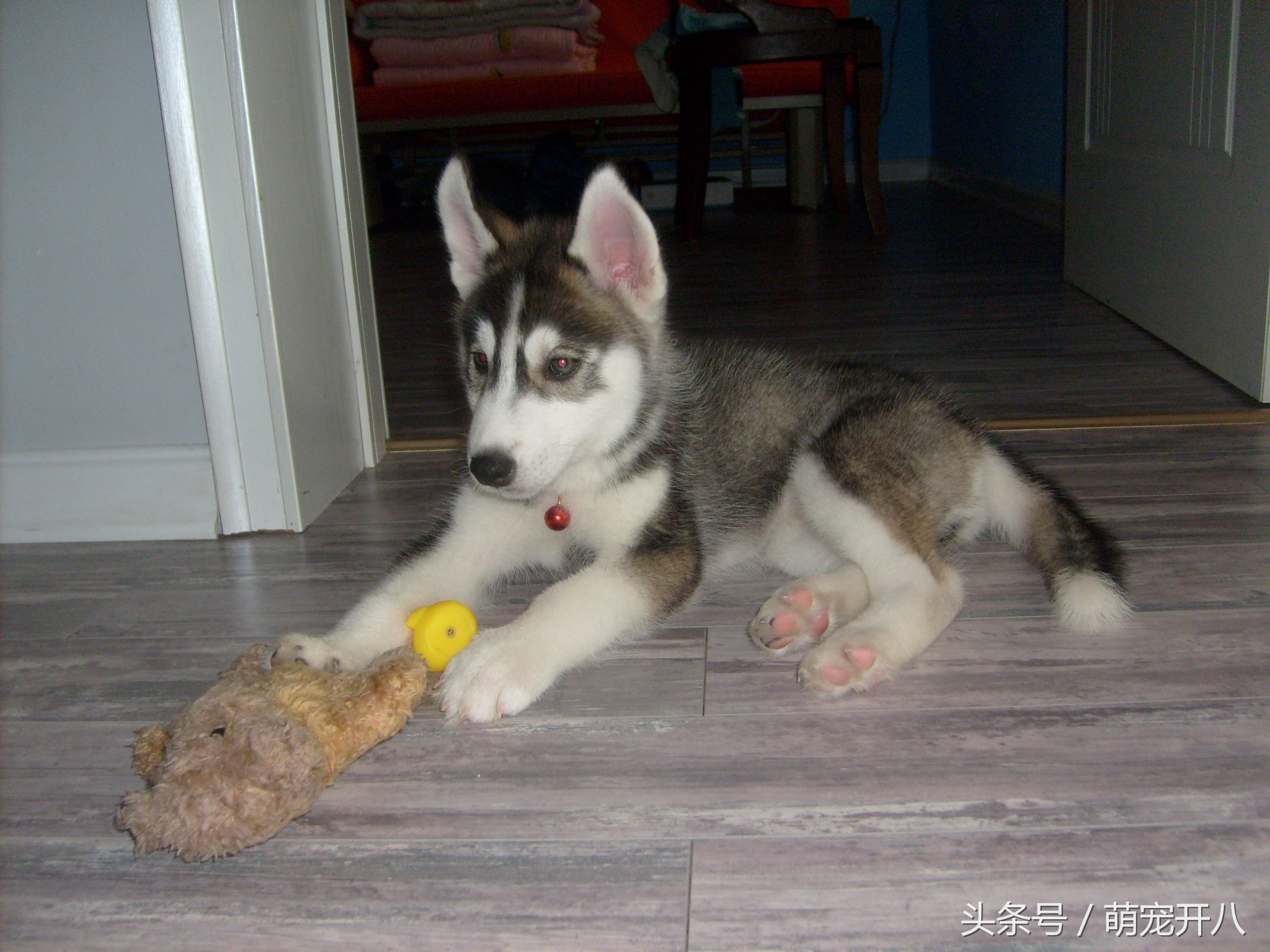 感动:你养过最皮的狗吗?反正我都不好意思说自己养哈士奇!