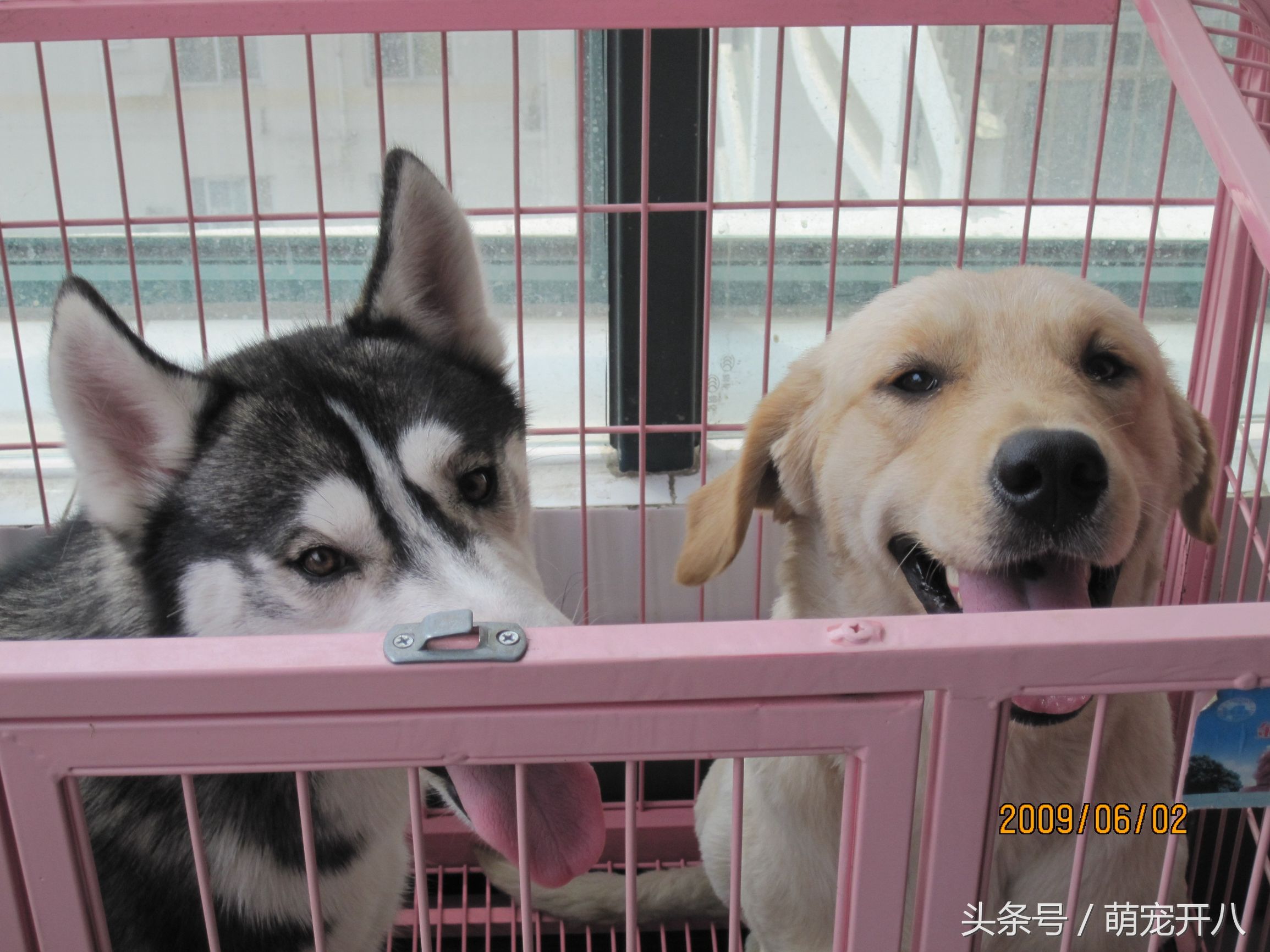 感动:你养过最皮的狗吗?反正我都不好意思说自己养哈士奇!