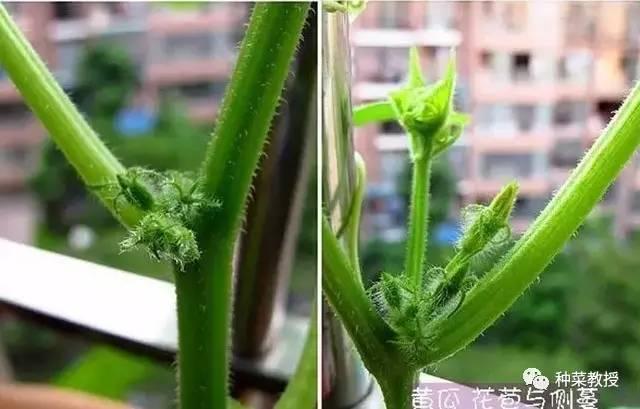 阳台黄瓜种植间距多少合适,阳台种植黄瓜视频教程
