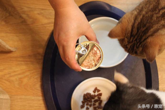 只喝水管流出来的水，这样的猫是不是有病？