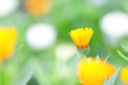 宫颈多发纳氏腺囊肿怎么治疗,孕妇宫颈腺囊肿是什么意思