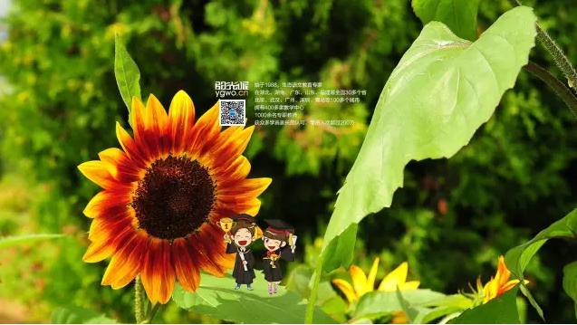 阳光喔课程,阳光喔培训