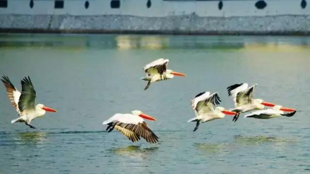 黄河口首次发现珍稀鸟类白鹈鹕,珍稀鸟类白鹈鹕