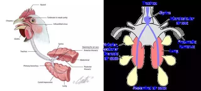 禽的解剖,家禽内部的结构特点