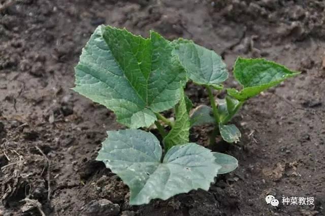 阳台黄瓜种植间距多少合适,阳台种植黄瓜视频教程