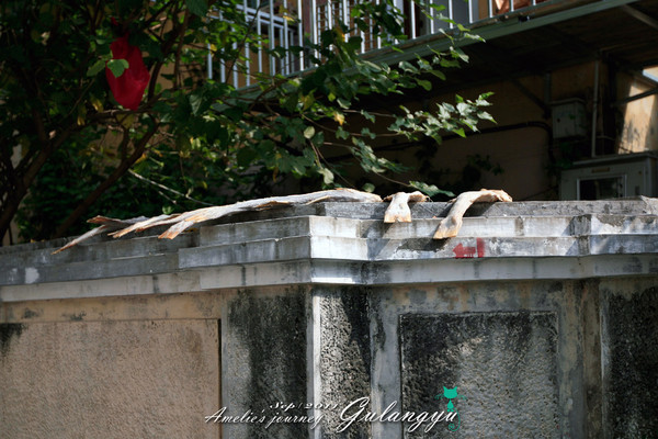 鼓浪屿完整攻略 (鼓浪屿详细攻略大全)