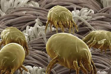 宝宝脸发痒起疙瘩怎么办,脸上奇痒无比什么原因