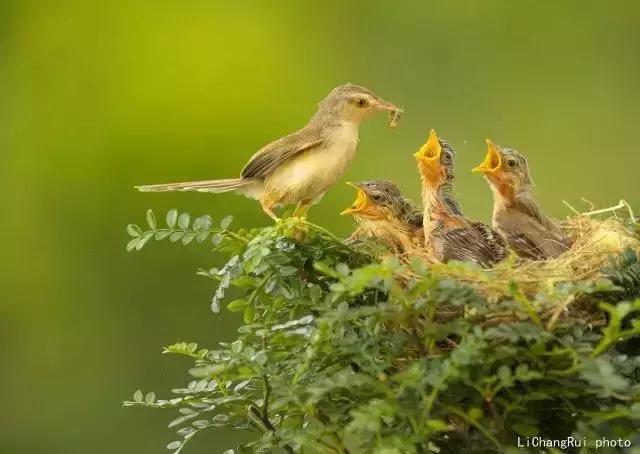 这是一篇只有鸟的美篇，却深深地打动了我