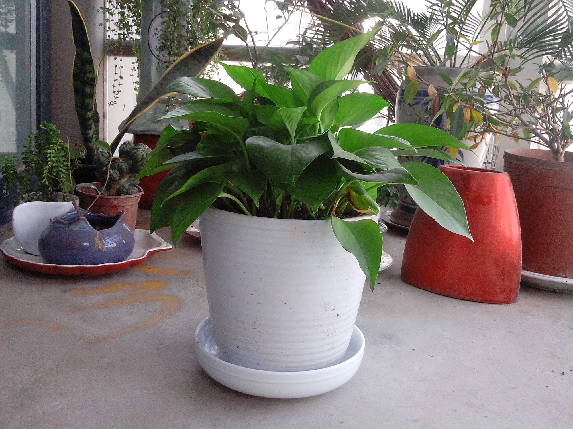 2米长的绿萝烂根后如何救活,绿萝烂根黄叶有黑点怎么救活