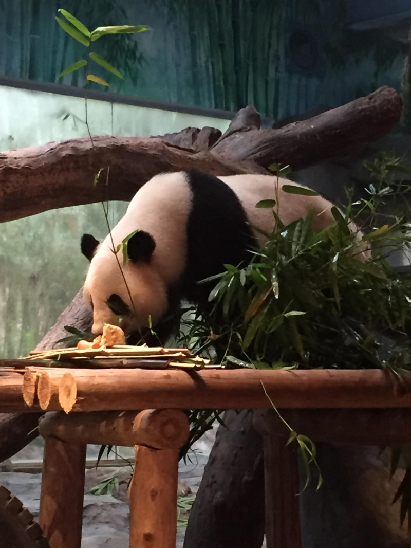 广州长隆野生动物园游玩路线攻略,广州番禺长隆野生动物园详细攻略