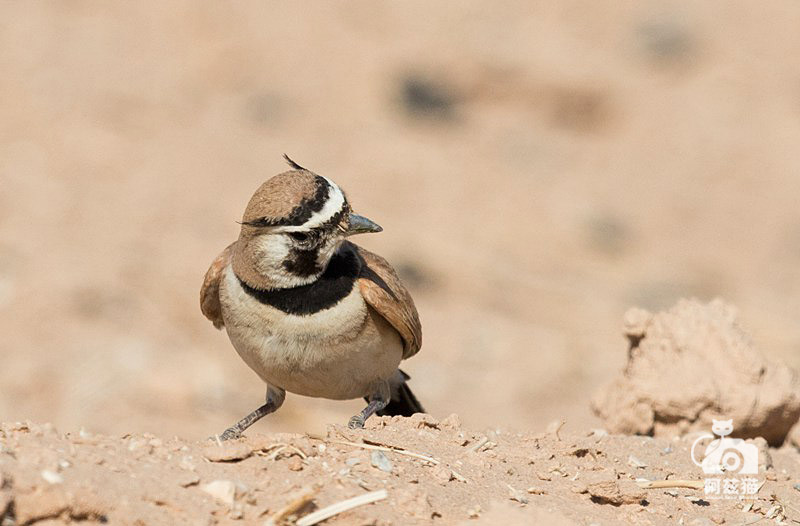 以色列,闯入“禁区”的观鸟人