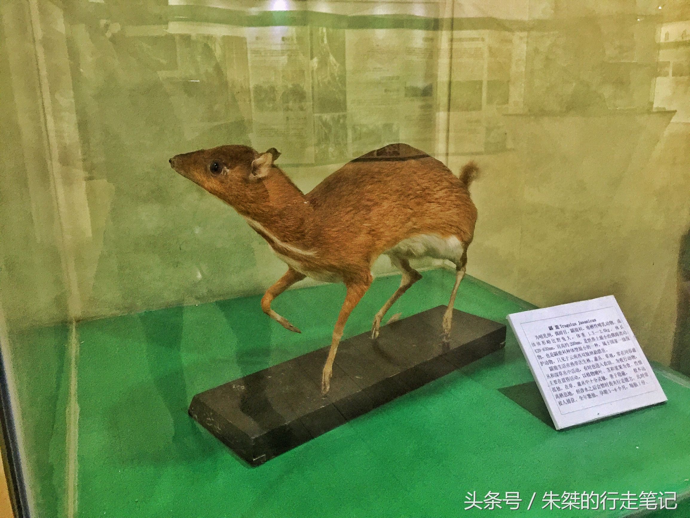 版纳颈椎治疗,西双版纳治疗颈椎好的按摩仪器