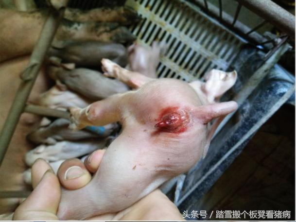 驾驭猪病,盘点母猪子宫炎前5条原因,找到养猪人损失真相