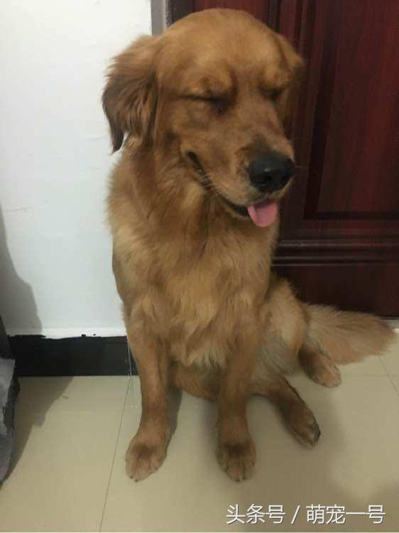 第一次带女朋友回家住，金毛这货就吃醋把家给拆了！