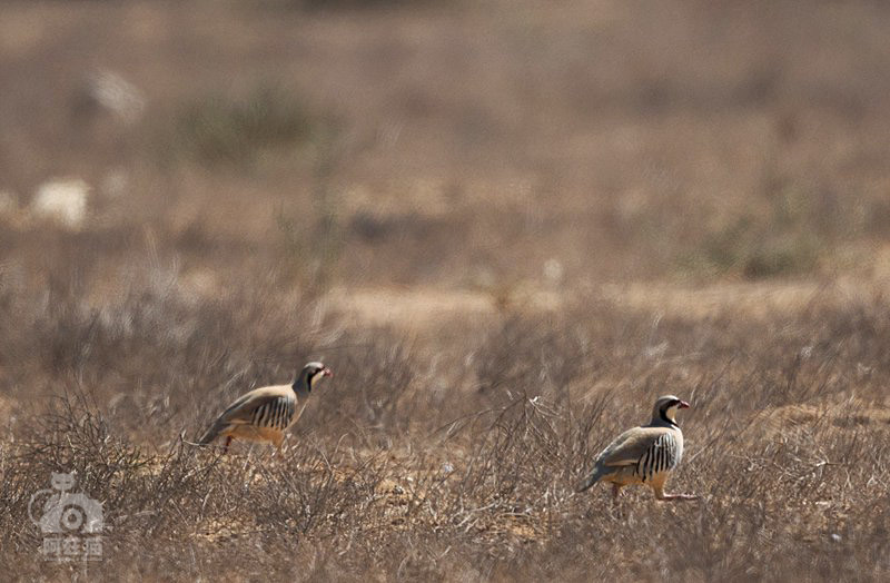中东荒漠中的“特殊旅行”