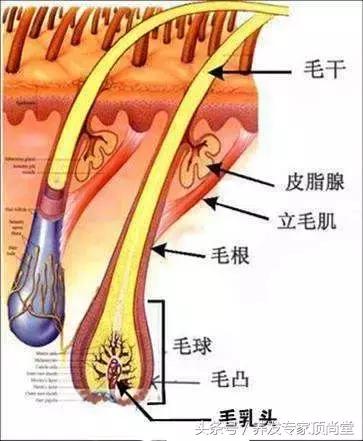女性30岁白发是什么原因造成的,导致白发的原因