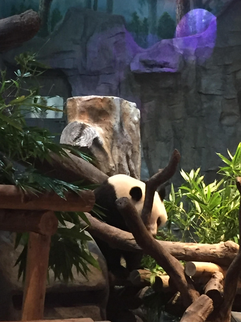 广州长隆野生动物园游玩路线攻略,广州番禺长隆野生动物园详细攻略