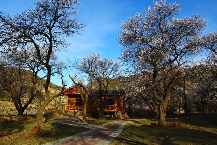 没有“十里桃花”？不要紧！乌素图“十里杏花”等着你！