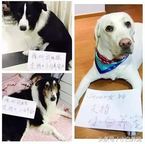 狗贩子VS繁育者,买狗狗究竟该找谁?