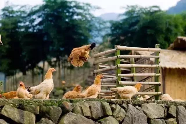 杭州手打抹茶冰淇淋,夏天必不可少的抹茶冰淇淋