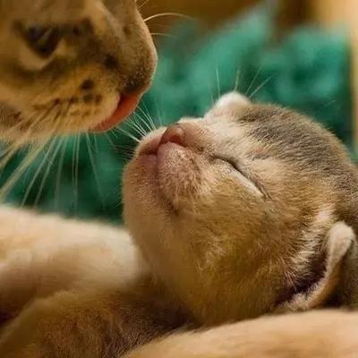 搞笑段子精选对话小明,小明滚出去之大头儿子小头爸爸