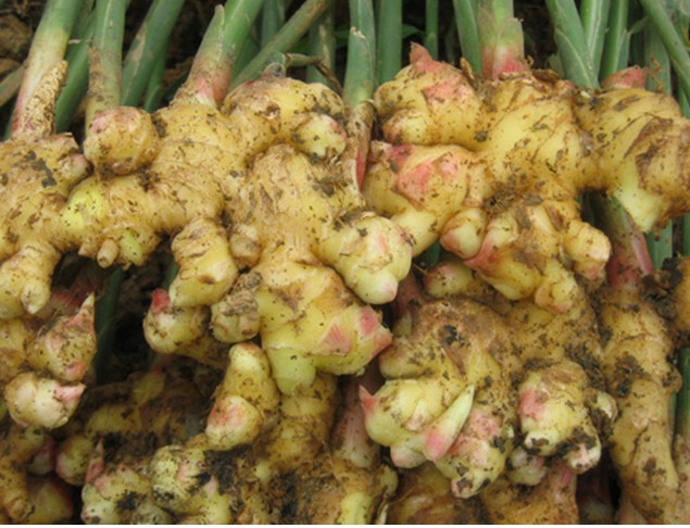 种姜前应该怎样处理姜种才能高产,生姜怎样种植才能出姜率高