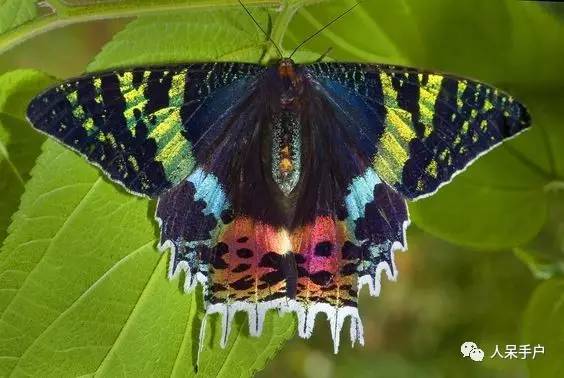 蛾,蛾,蛾~最大、最美、最奇葩,展翅向天歌