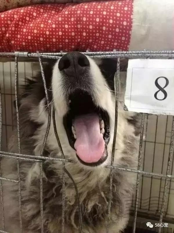 我是怎样把狗狗养死的（二）：我只是给它洗了个澡啊