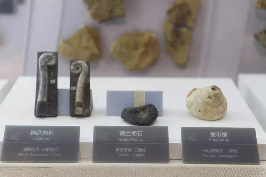 探寻人类的起源之谜,探寻人类祖先的奥秘