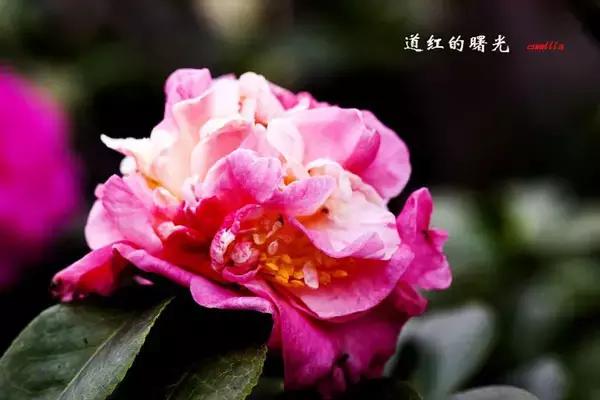 四大名花之山茶,中国百种山茶图片