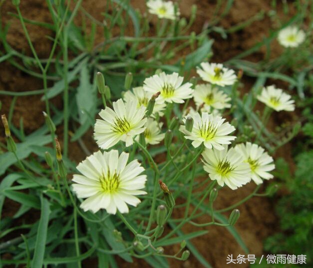 南方乡间野草大全可清热解毒,路边野花清热解毒