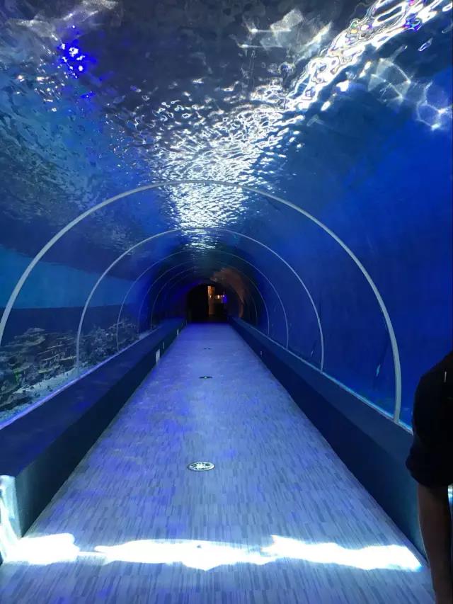 重庆汉海海洋公园几个馆,重庆汉海海洋公园过年开馆吗