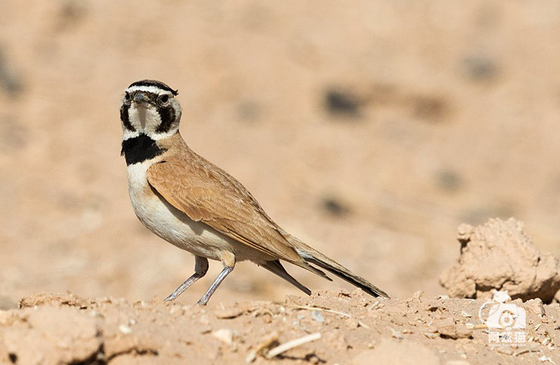 以色列,闯入“禁区”的观鸟人