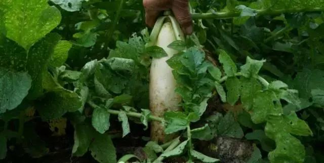 没有wifi看不起电影,没有wifi的人会怎么样