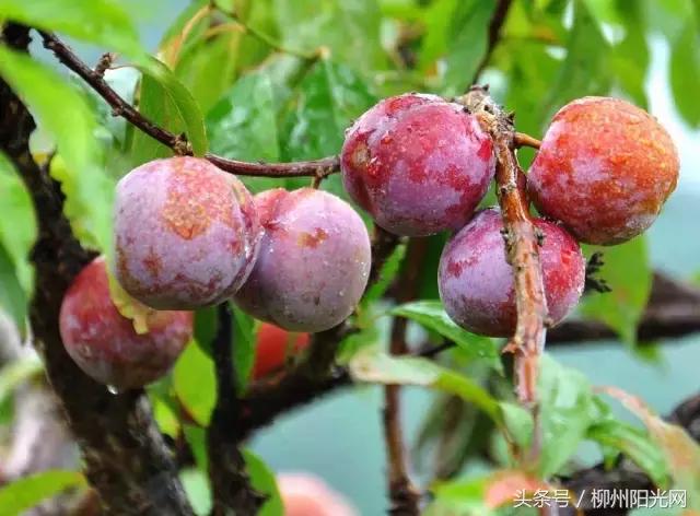 柳江区哪个镇最好,柳江区有好的发展吗