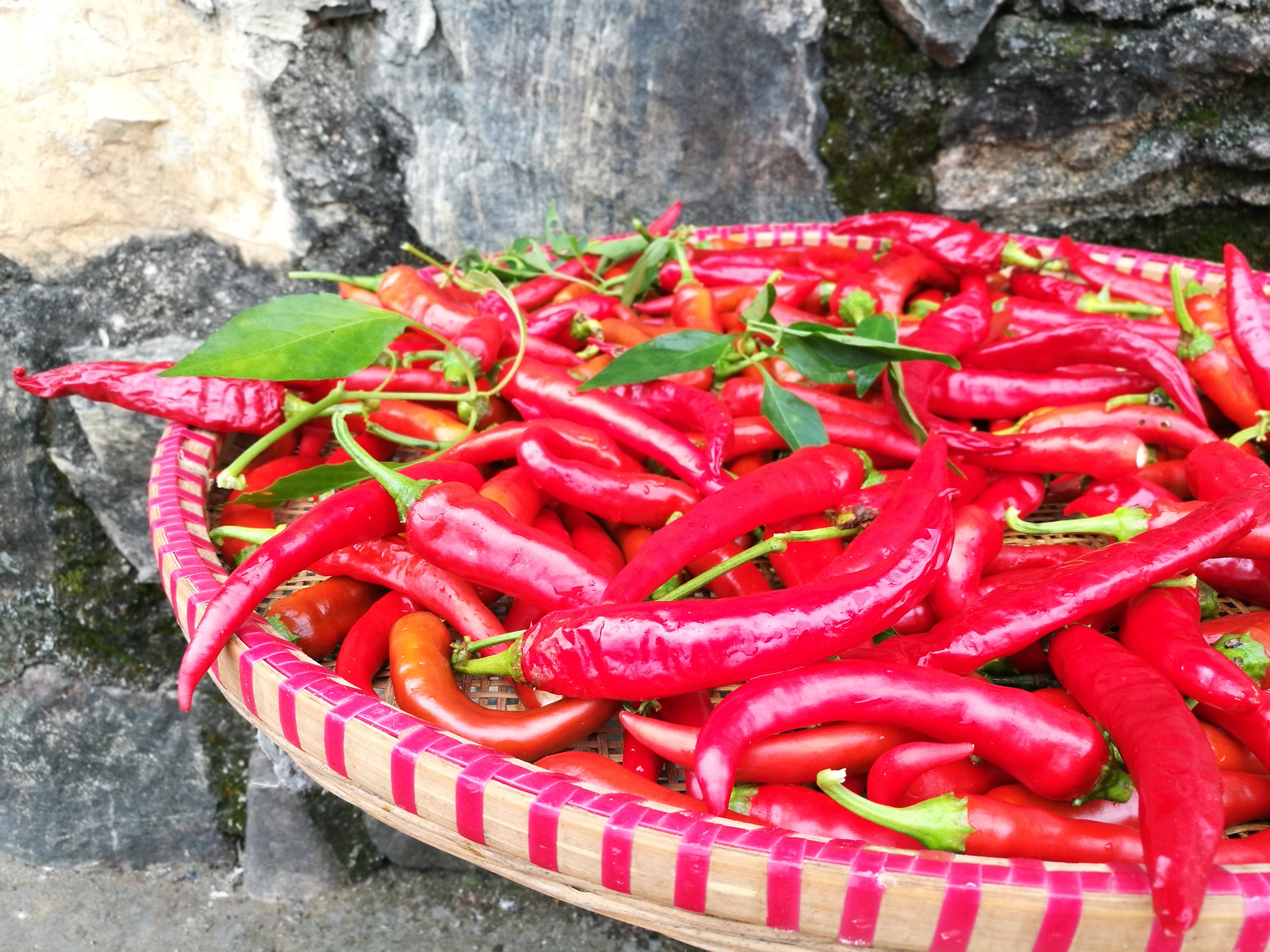 腌辣椒不用糖的做法,不放心外面买的腌辣椒