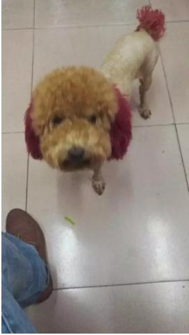 在家里给泰迪狗剃毛,天气炎热主人给狗狗剃毛成了驴