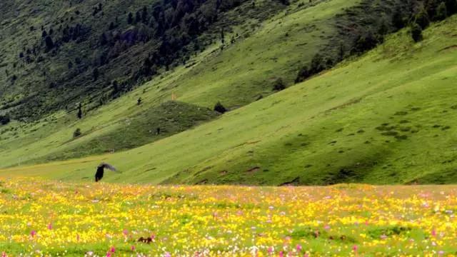 四川不可不去的十个景区,四川湿地风景区