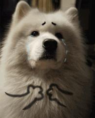 天惹噜!你有八成的可能买到“假洋奶粉”