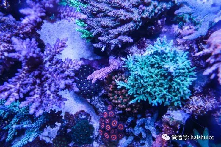 蛋炒饭的配方与做法,蛋炒饭的秘制酱料该怎么做