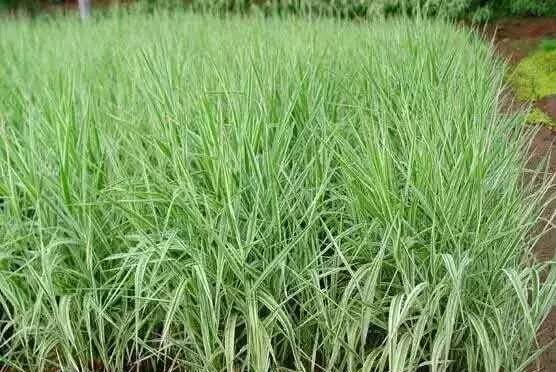 观赏草美景图片大全,观赏草叶